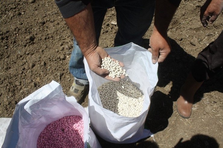 Yozgat’ta 5 çeşit kuru ve yeşil fasulye deneme ekimi yapıldı