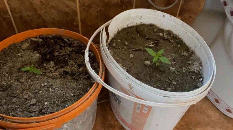 Banyoda boya kovalarında kenevir üretimine jandarma darbesi