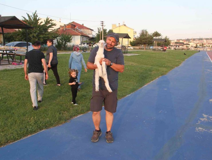 Ailesinin aldığı ’pamuk’ isimli oğlağı biberonla besliyor