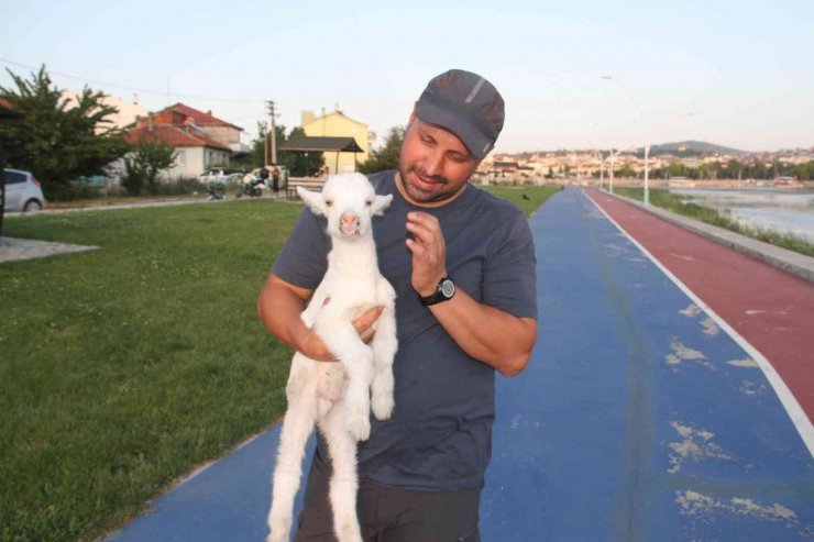 Ailesinin aldığı ’pamuk’ isimli oğlağı biberonla besliyor
