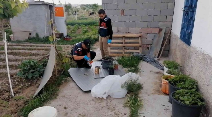 Kova kova kenevir ekimine jandarma baskını