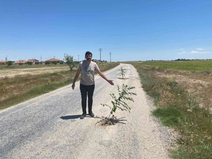 Bozuk yola dikkat çekmek için ağaç diktiler
