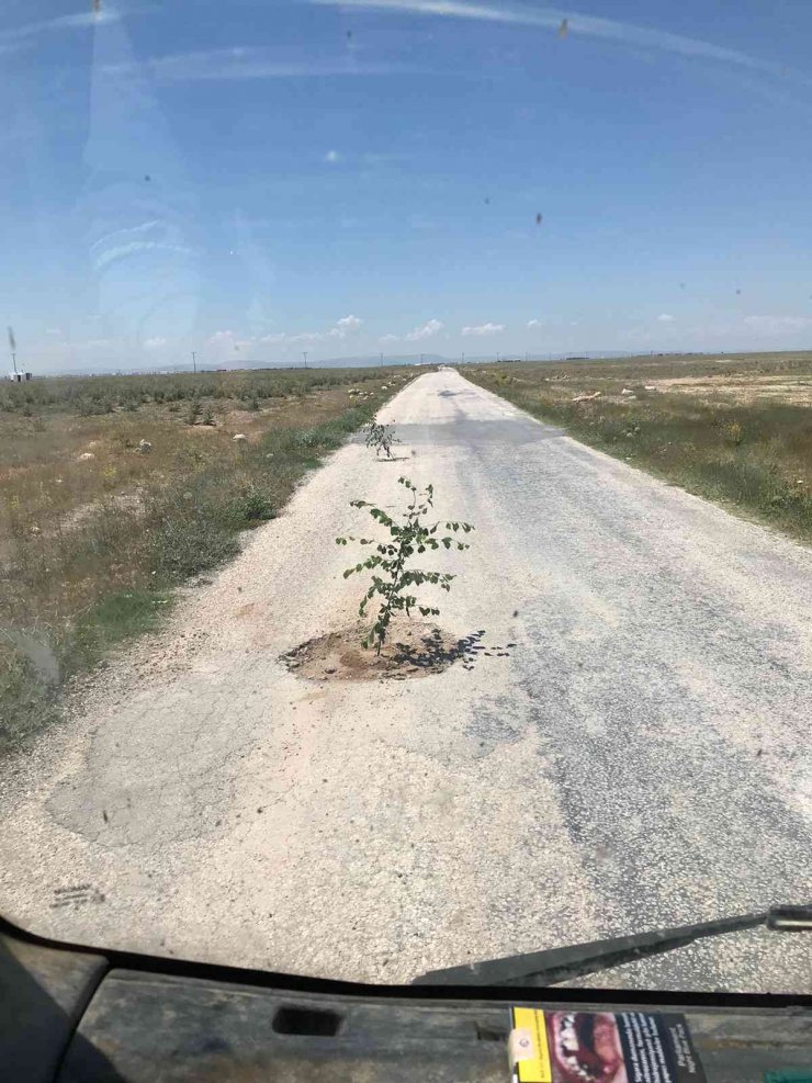 Bozuk yola dikkat çekmek için ağaç diktiler