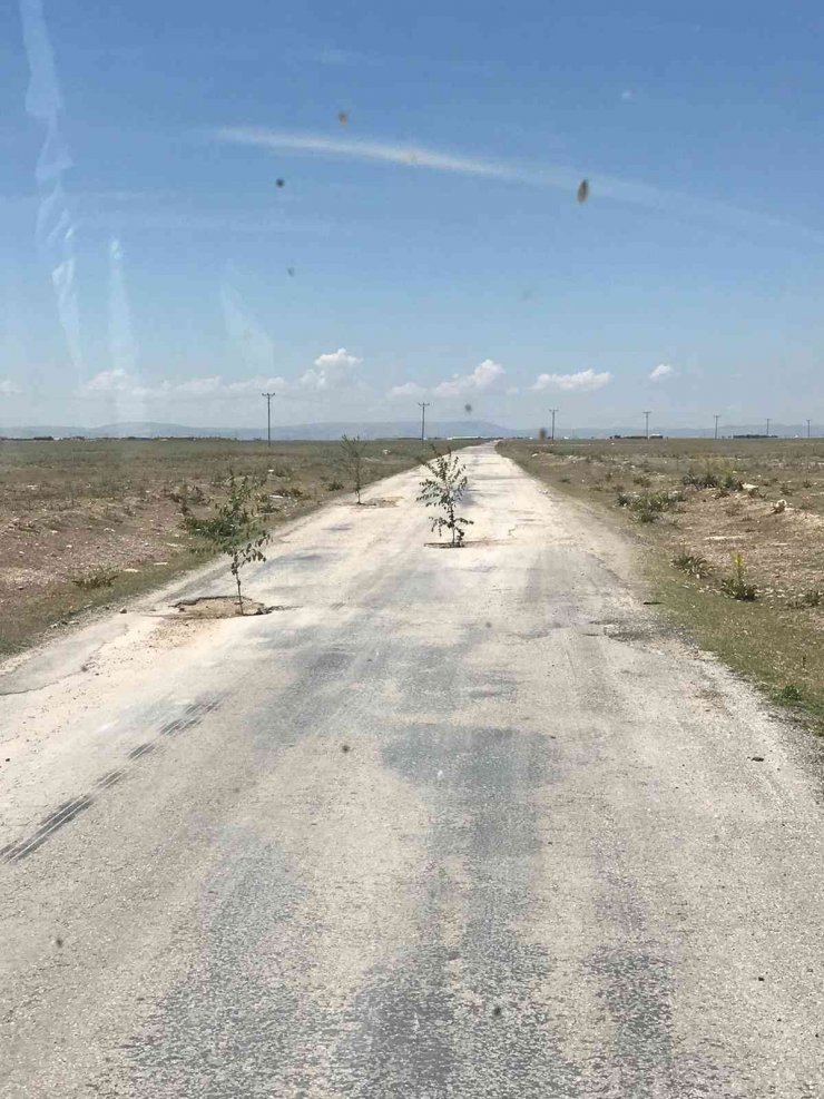 Bozuk yola dikkat çekmek için ağaç diktiler