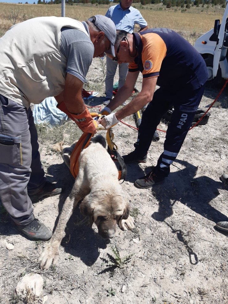 Aksaray’da 4 metrelik kuyuya düşen köpeği AFAD kurtardı