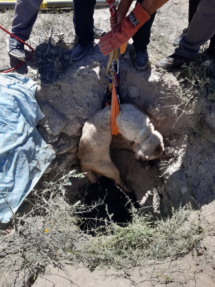 Aksaray’da 4 metrelik kuyuya düşen köpeği AFAD kurtardı