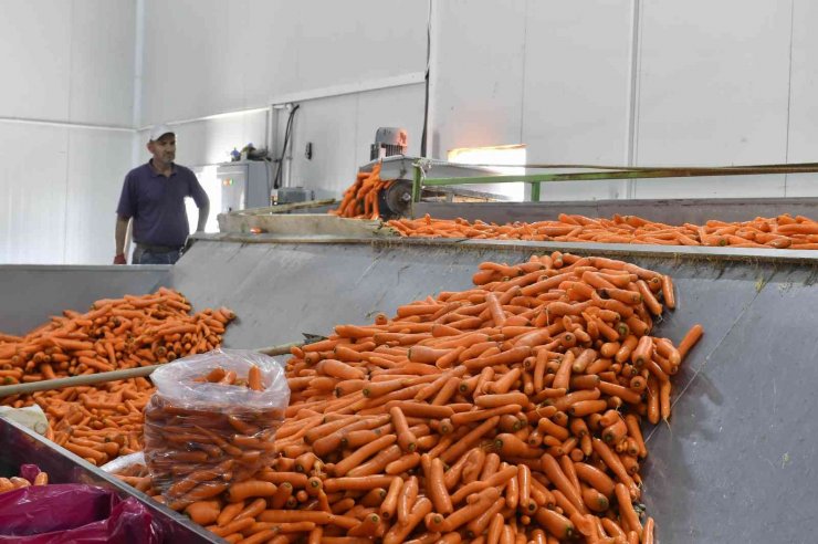 Beypazarlı üreticilere havuç üretim teknikleri eğitimi verildi