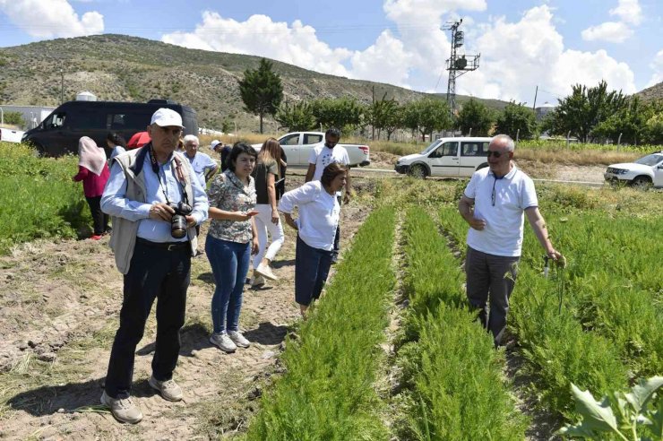 Beypazarlı üreticilere havuç üretim teknikleri eğitimi verildi