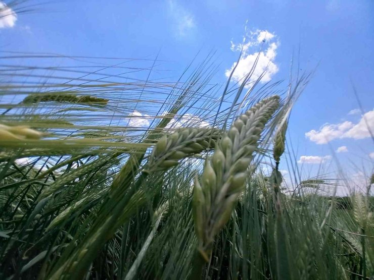 Tahıl ambarı Konya, tohum üretim merkezi oldu