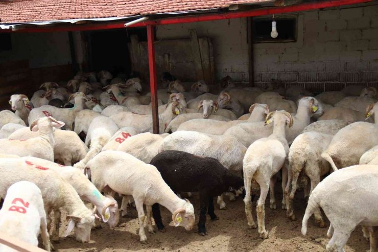 Her bütçeye en uygunu küçükbaş havan