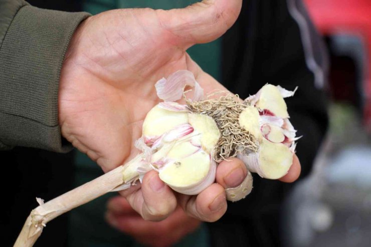 Doğal antibiyotik, fiyatı artmayıp düşen tek sebze oldu