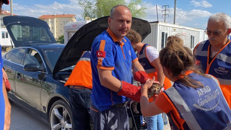 Otomobilin motor kısmına sıkışan yavru kediyi AFAD kurtardı