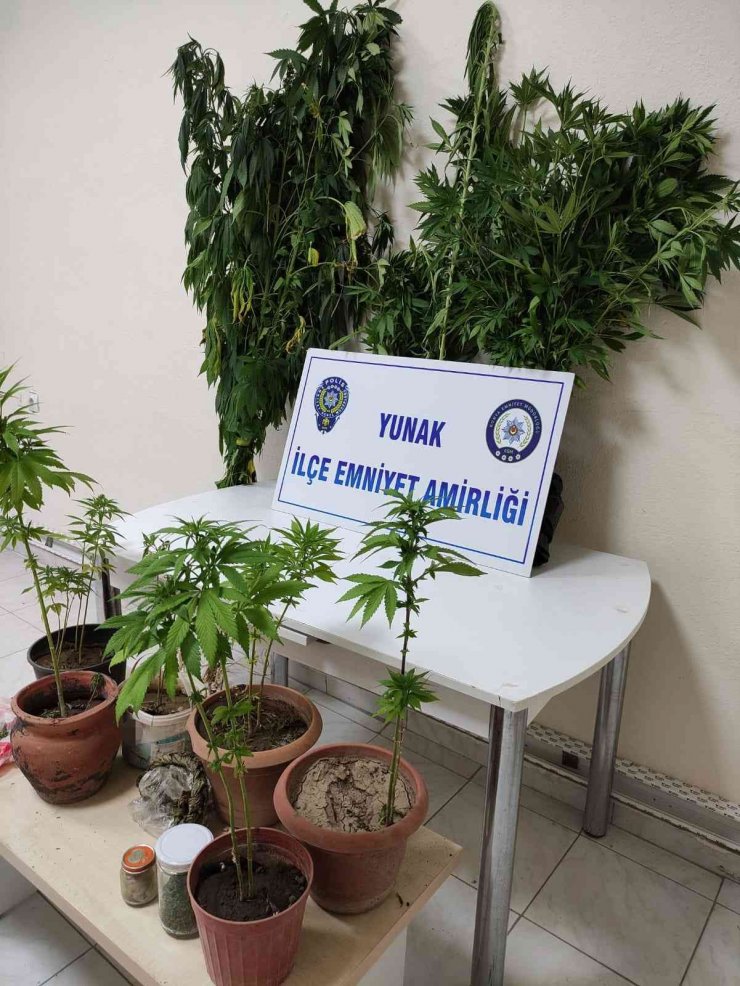 Konya’da evde saksıda uyuşturucu yetiştiren şüpheli tutuklandı
