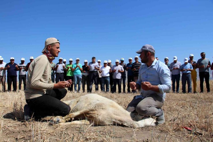 Sivas’ta hasadına başlandı, Türkiye’nin ihtiyacının yarısını karşılayacak