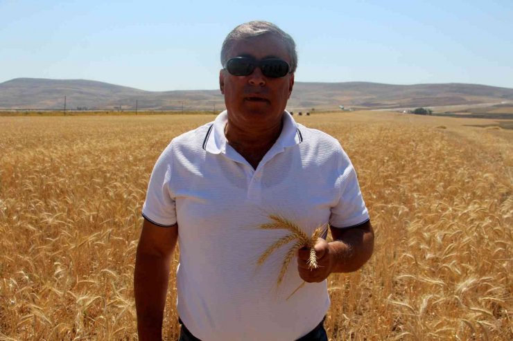 Sivas’ta hasadına başlandı, Türkiye’nin ihtiyacının yarısını karşılayacak
