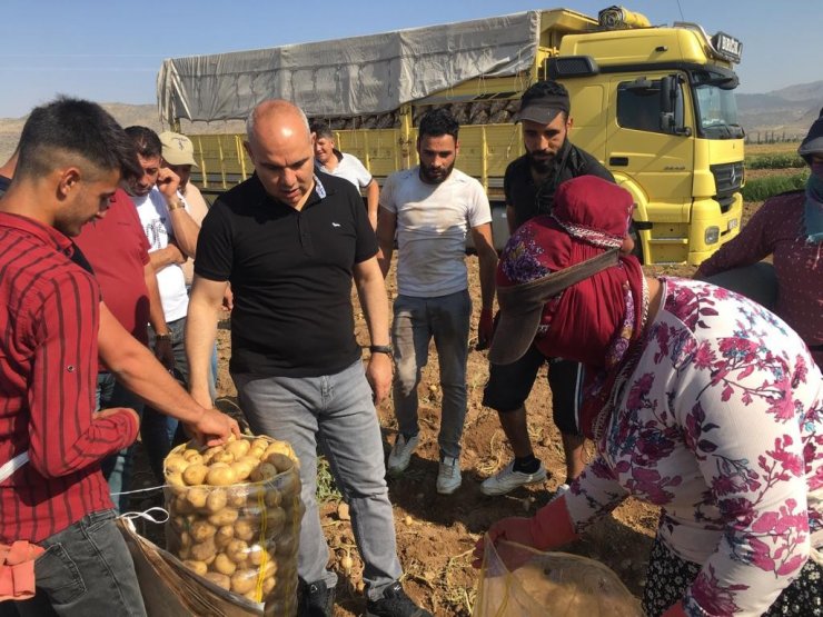 Vali Koç, çiftçilerle patates hasadı yaptı