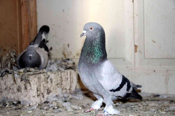 Hobi sektöre dönüştü, birçok aile bundan geçimini sağlıyor