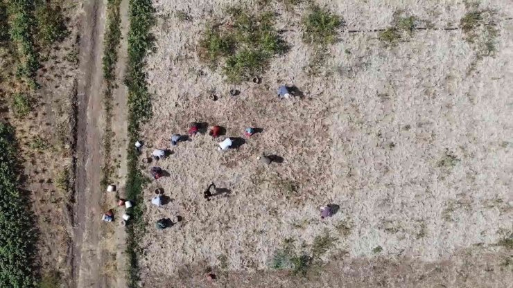 Bu köyde yaşayanların yüzde 90’ının gelir kaynağı ’soğan’