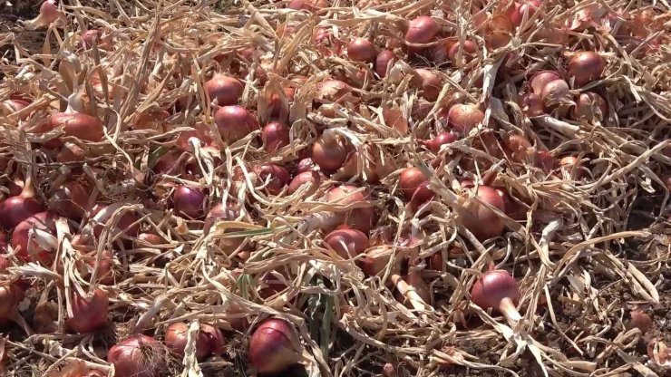 Bu köyde yaşayanların yüzde 90’ının gelir kaynağı ’soğan’