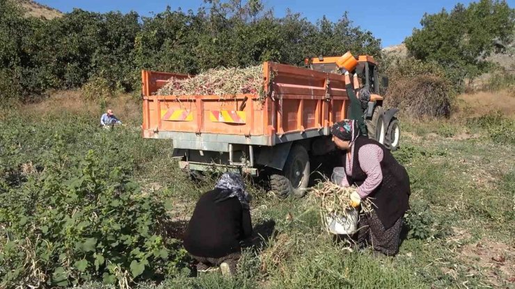Bu köyde yaşayanların yüzde 90’ının gelir kaynağı ’soğan’