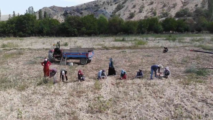 Bu köyde yaşayanların yüzde 90’ının gelir kaynağı ’soğan’