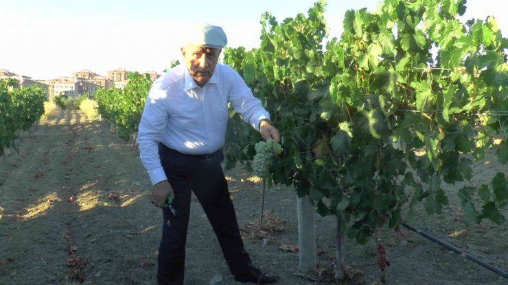 Tarım ve Orman Bakanı Kirişci çizme giydi, üzüm ezdi