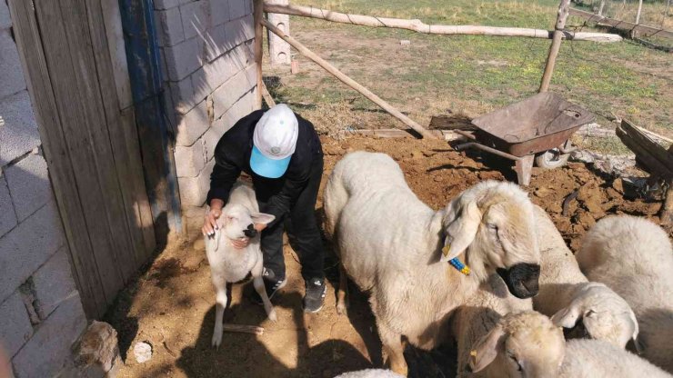 Genç kız kendisine alışamayan koyunlar için babası gibi giyinip türküler söylüyor