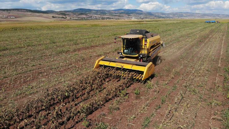 250 bin dekarlık tohumluk ayçiçeğin hasadına başlandı