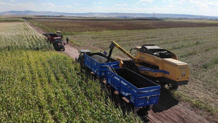 250 bin dekarlık tohumluk ayçiçeğin hasadına başlandı