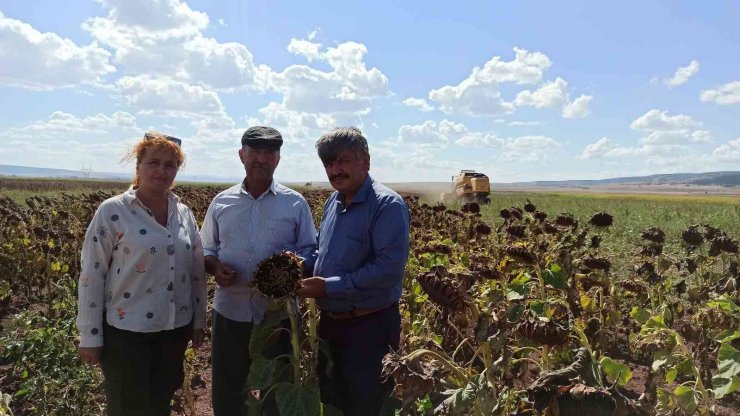 250 bin dekarlık tohumluk ayçiçeğin hasadına başlandı