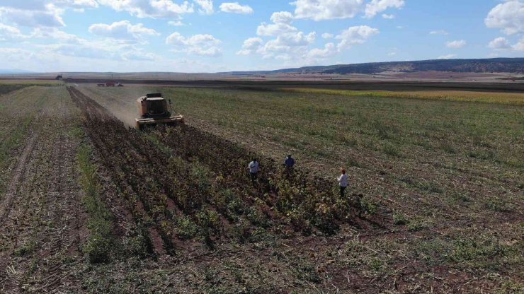 250 bin dekarlık tohumluk ayçiçeğin hasadına başlandı
