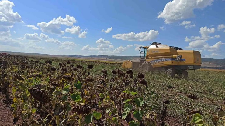 250 bin dekarlık tohumluk ayçiçeğin hasadına başlandı