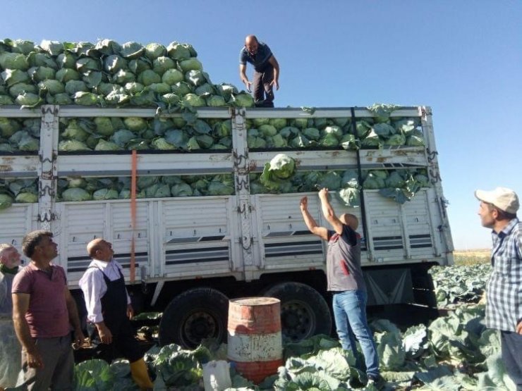 Niğde’de 130 bin ton lahana rekoltesi bekleniyor