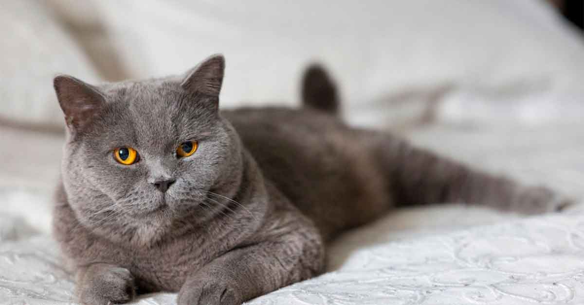 british-shorthair.jpg