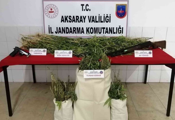 Mısır tarlasında yetiştirdikleri kenevirle esrar üretip ticaretini yaptılar