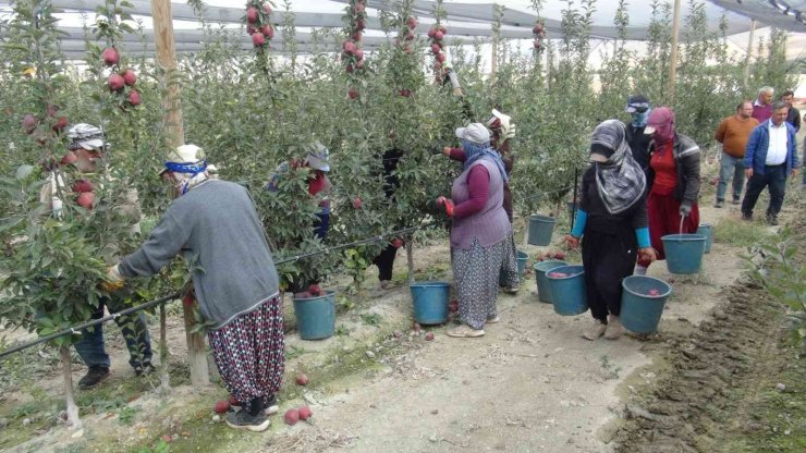 Niğde’de 650 bin ton elma rekoltesi bekleniyor