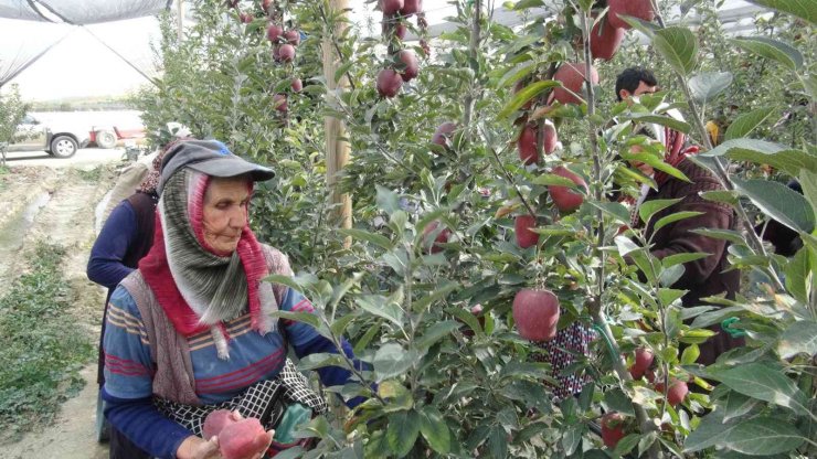 Niğde’de 650 bin ton elma rekoltesi bekleniyor