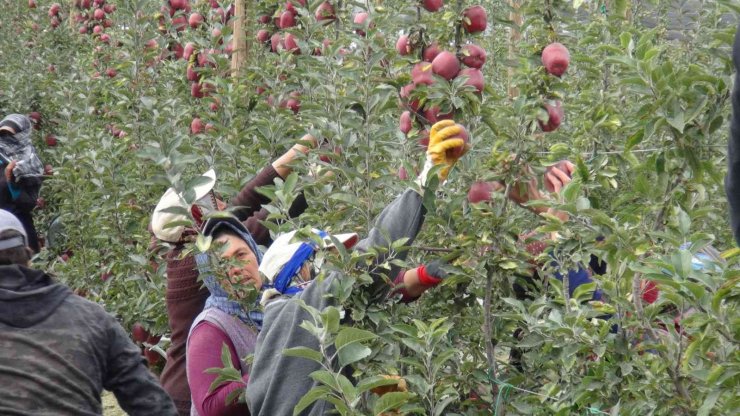 Niğde’de 650 bin ton elma rekoltesi bekleniyor