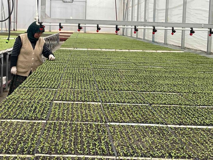 Eskişehir’in Akdeniz’inde üretilen 20 milyon fide ülke geneline satılıyor