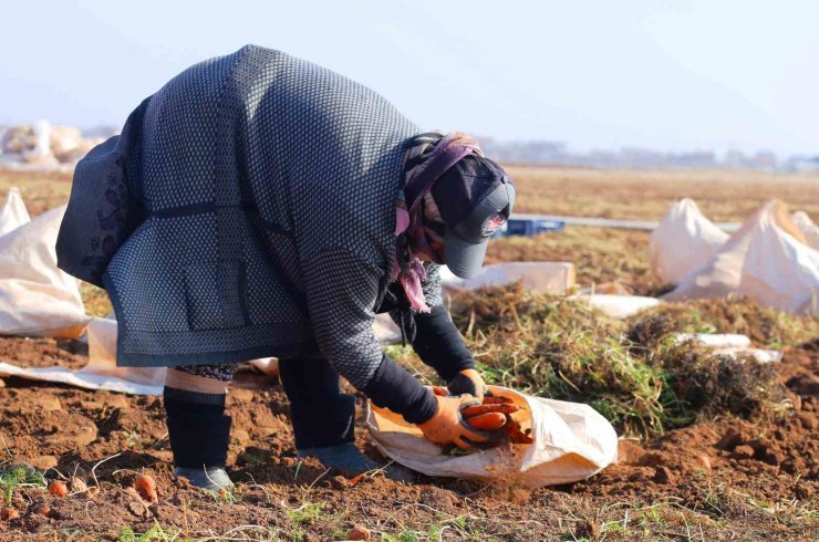 Ocak ayında elle sökümü yapılan havuç, dünya pazarına hazırlanıyor