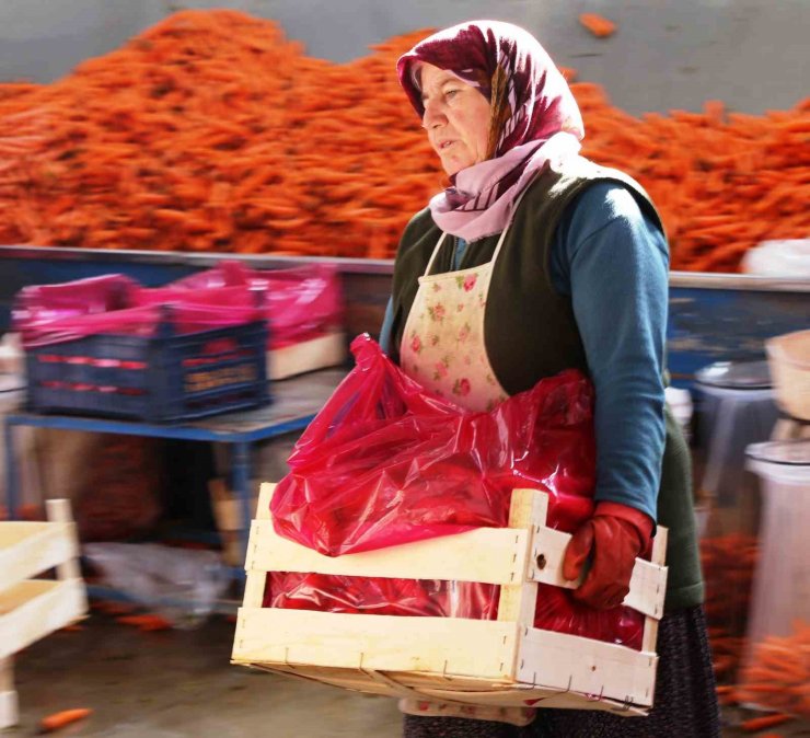 Ocak ayında elle sökümü yapılan havuç, dünya pazarına hazırlanıyor