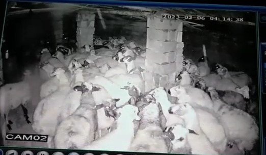 Koyunlar depremi böyle hissetti: Korku dolu anlar kamerada