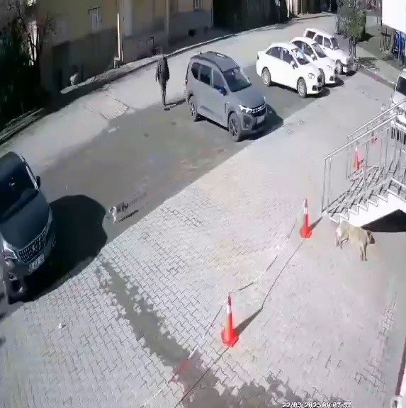 Uyuyan köpeğe taş attı, o anlar güvenlik kamerasına yansıdı