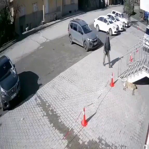 Uyuyan köpeğe taş attı, o anlar güvenlik kamerasına yansıdı