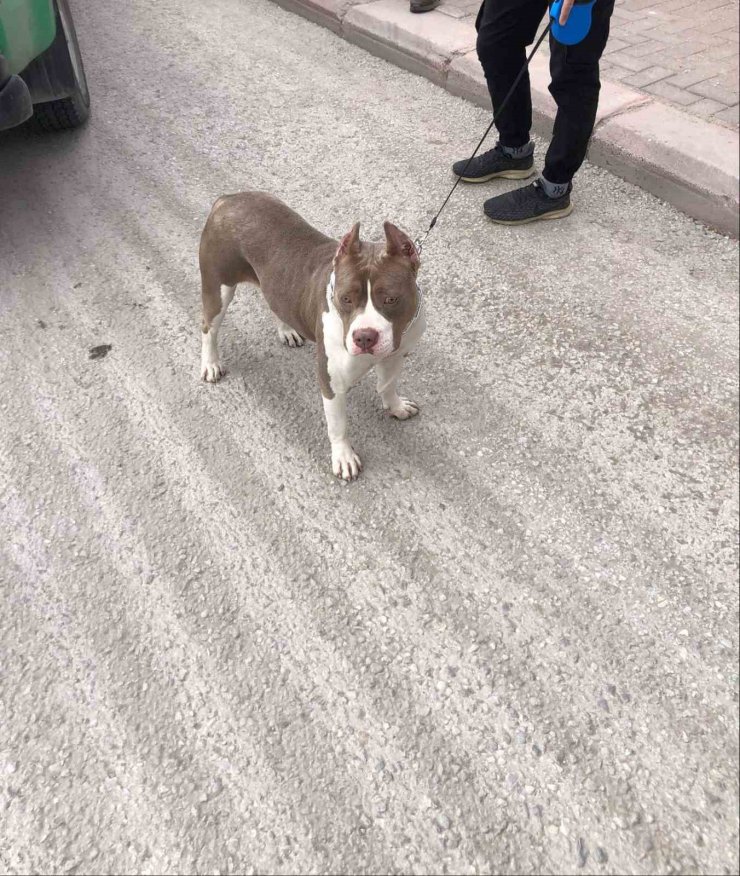 Köpeklerinin çalındığını şikayet etti, 66 bin 798 lira ceza yedi