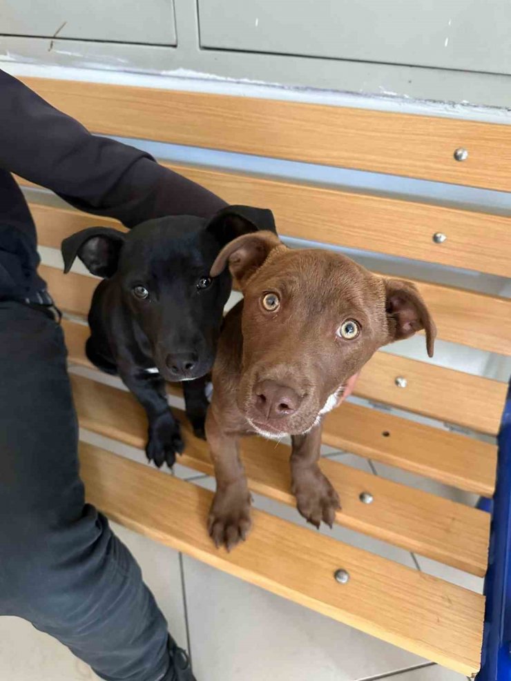 Köpeklerinin çalındığını şikayet etti, 66 bin 798 lira ceza yedi