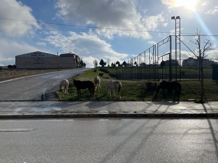 Cadde kenarındaki başıboş atlar trafiği tehlikeye soktu