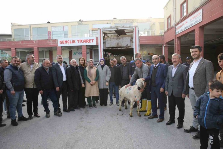 Akyurt’ta çiftçilere damızlık koç desteği