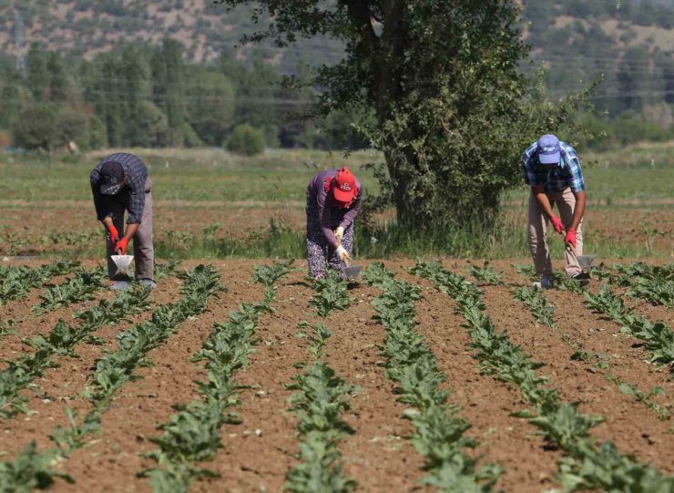 Konya Şeker’den üreticiye 165 milyon liralık avans ödemesi