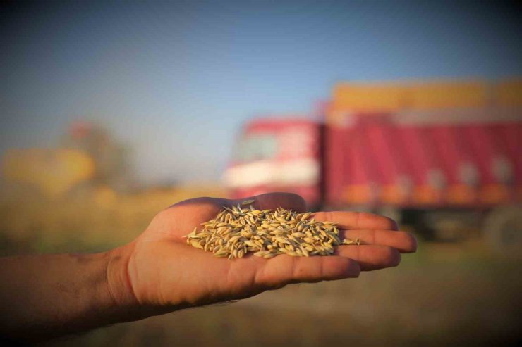 Tahıl ambarı Konya Ovasında arpa hasadı başladı